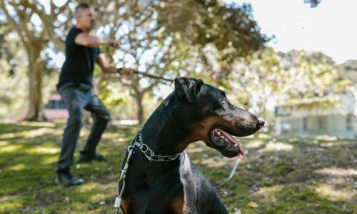 What Should You Do If You Encounter An Aggressive Dog While Touring