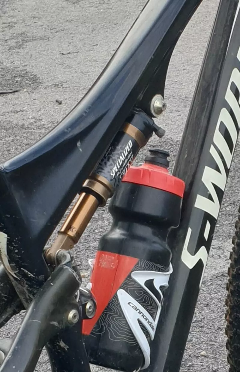 specialized fox brain
